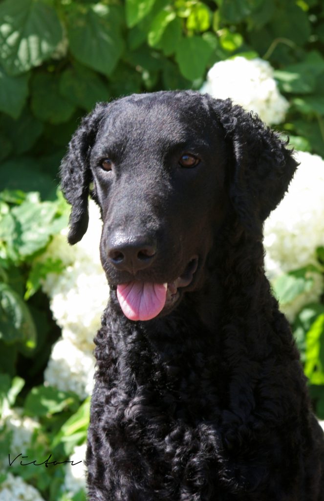 Sadie-663x1024